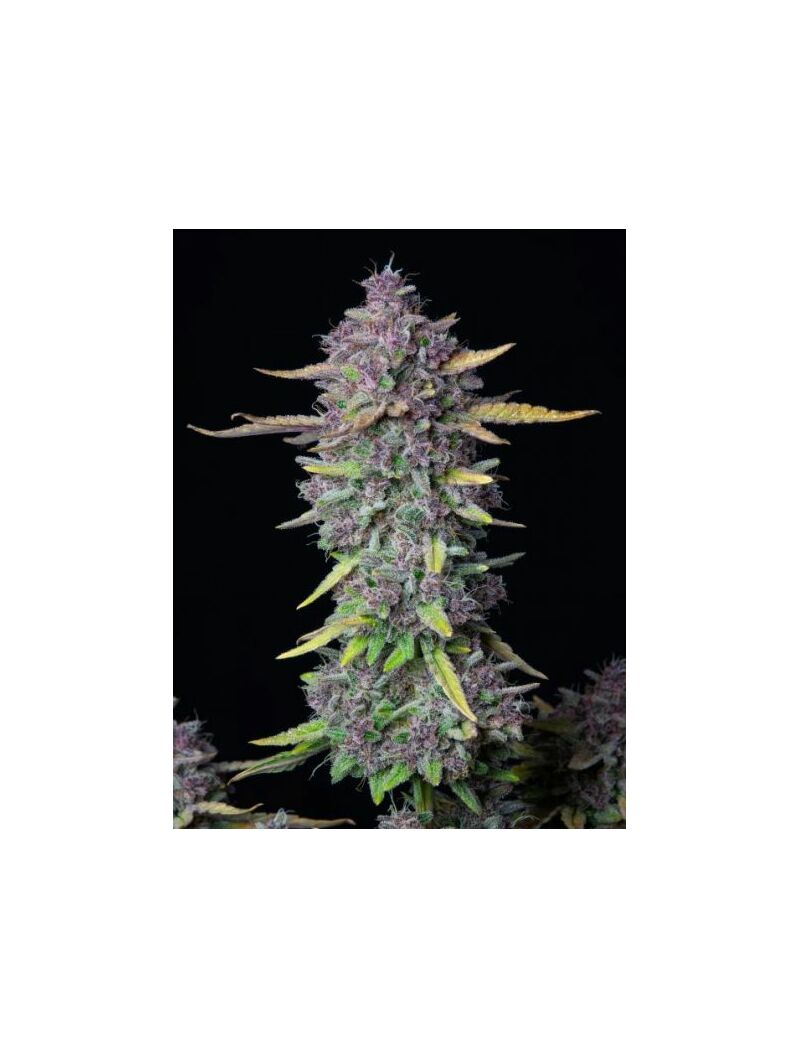 Auto Purple Punch, Фасовка: 5